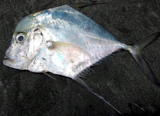 Alectis alexandrina_007.jpg